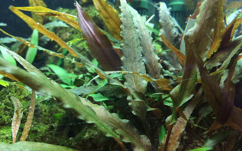 Cryptocoryne undulata «Broad Leaf»