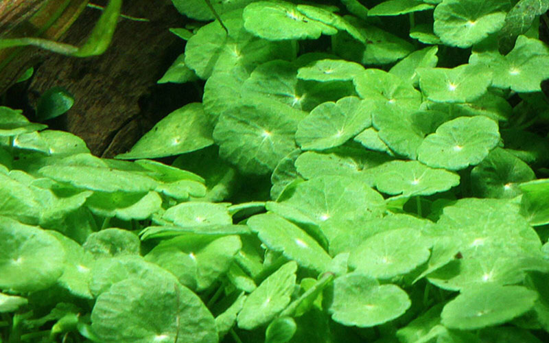 Hydrocotyle verticillata