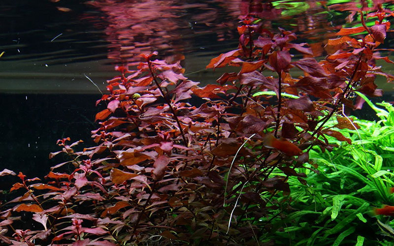 Ludwigia palustris «Super Red»