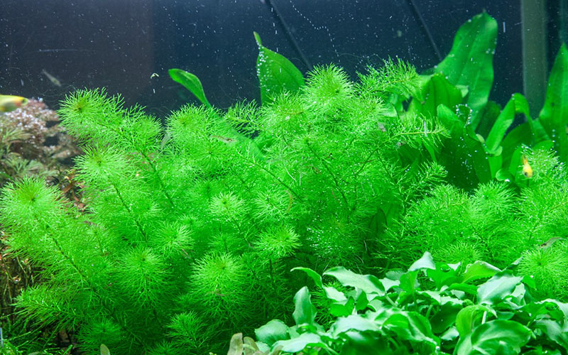 Myriophyllum sp. «Guyana»