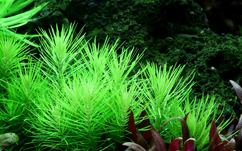 Pogostemon deccanensis