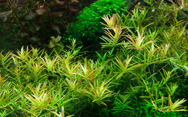 Rotala rotundifolia «H’Ra»