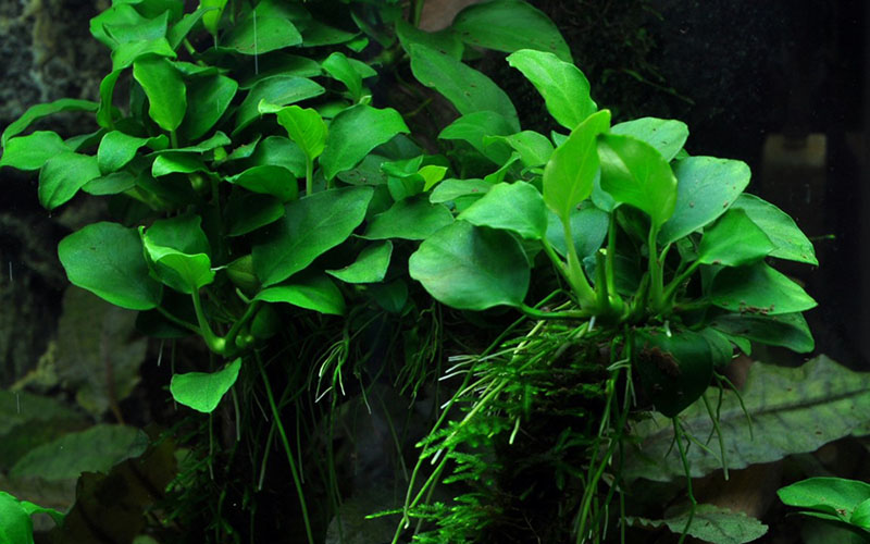 Anubias barteri var. nana «Petite»