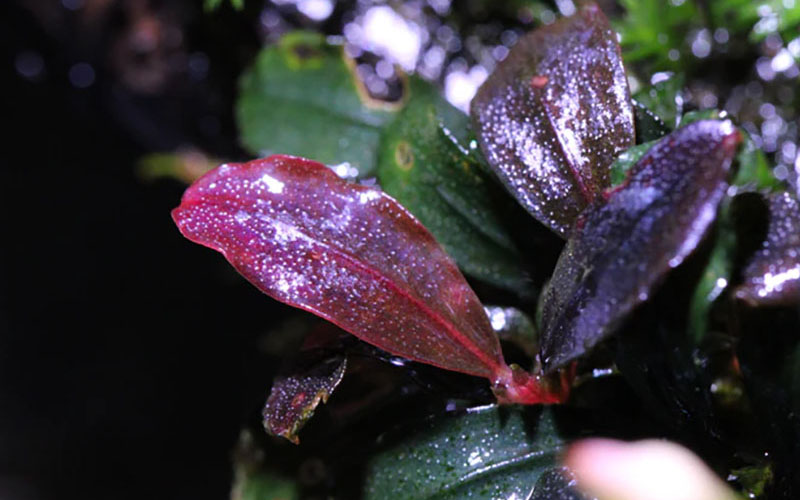 Bucephalandra sp. «Brownie Ghost»
