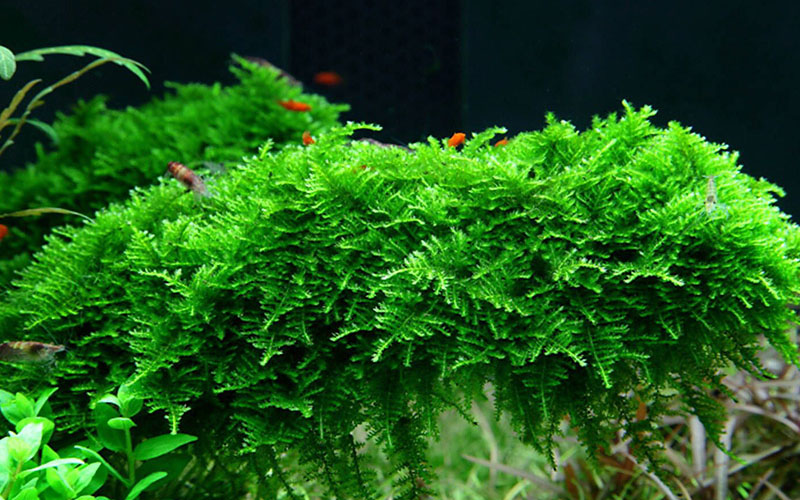Vesicularia montagnei «Christmas Moos»
