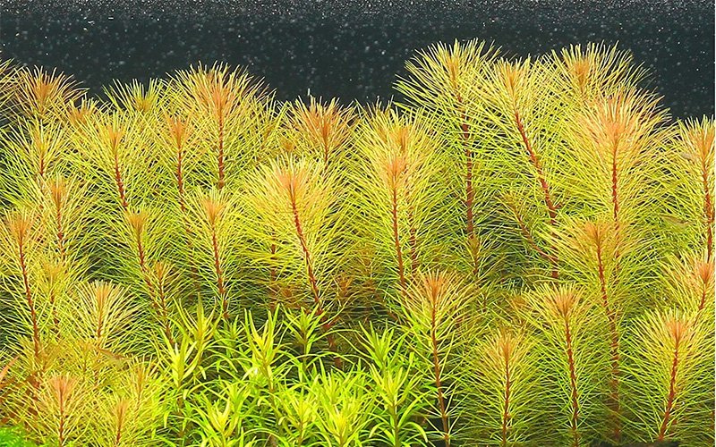 Rotala sp. «Vietnam»